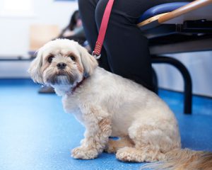 Lhasa Apso in waiting room