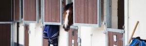 Horse looking out of stables