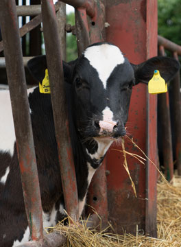 Dairy cow in a barn