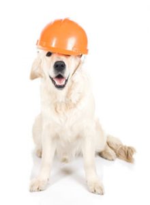 Dog wearing a workmans hat